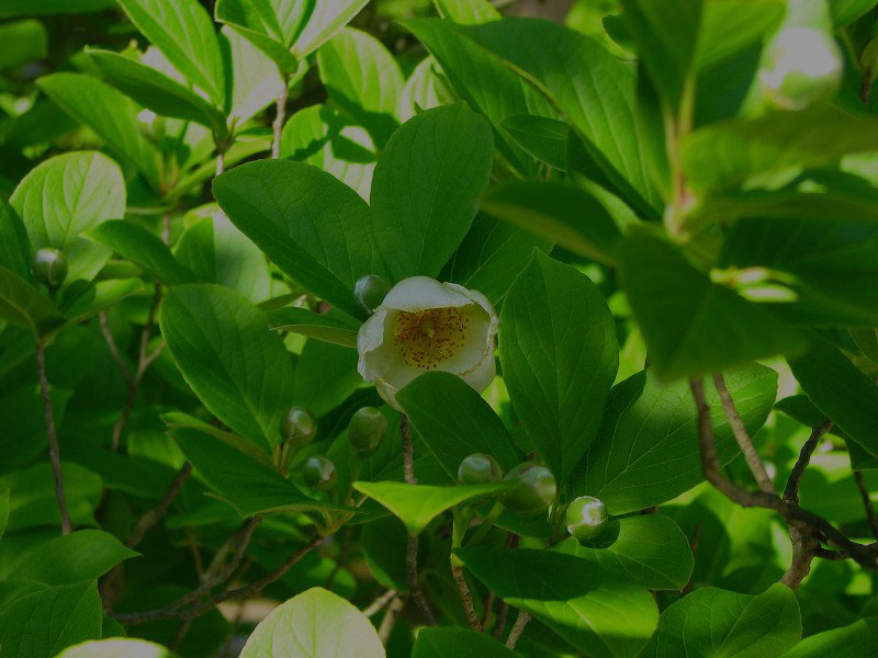 full screen background image